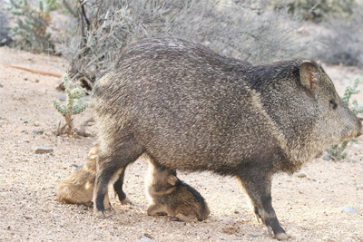 javelina